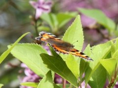 Neslesommerfugl (Aglais urticae)