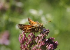 Kommasmyger (Hesperia comma)