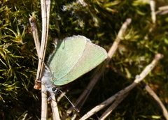 Grønnstjertvinge (Callophrys rubi)