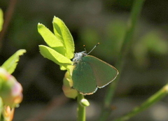 Grønnstjertvinge (Callophrys rubi)