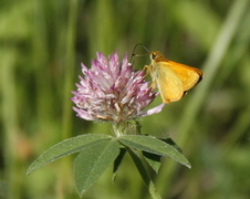 Engsmyger (Ochlodes sylvanus)