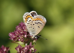 Argusblåvinge (Plebejus argus)