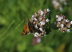 Kommasmyger (Hesperia comma)