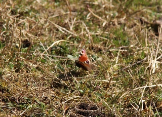 Dagpåfugløye (Aglais io)