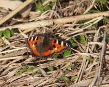 Neslesommerfugl (Aglais urticae)