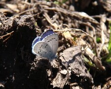 Vårblåvinge (Celastrina argiolus)