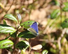 Vårblåvinge (Celastrina argiolus)