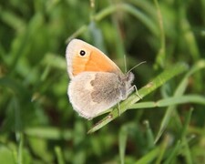 Engringvinge (Coenonympha pamphilus)