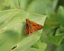 Engsmyger (Ochlodes sylvanus)