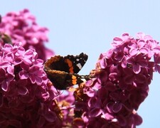 Admiral (Vanessa atalanta)