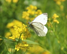 Rapssommerfugl (Pieris napi)