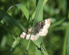 Grå mauremåler (Epirrhoe alternata)