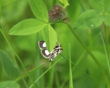 Gullrisengmott (Anania funebris)