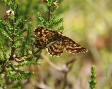 Lyngmåler (Ematurga atomaria)