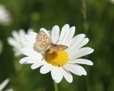 Lyngmåler (Ematurga atomaria)