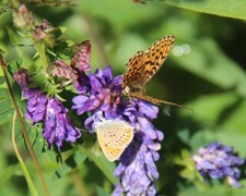 Purpurgullvinge (Lycaena hippothoe)