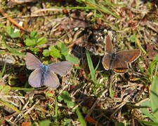 Idasblåvinge (Plebejus idas)