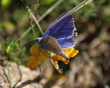 Tiriltungeblåvinge (Polyommatus icarus)