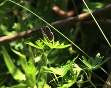 Sankthansblåvinge (Aricia artaxerxes)