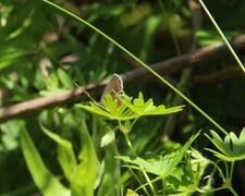 Sankthansblåvinge (Aricia artaxerxes)