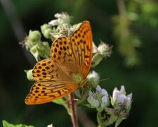 Keiserkåpe (Argynnis paphia)