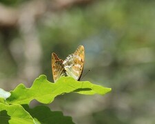 Keiserkåpe (Argynnis paphia)