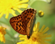 Keiserkåpe (Argynnis paphia)