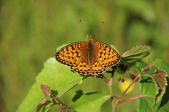 Aglajaperlemorvinge (Argynnis aglaja)