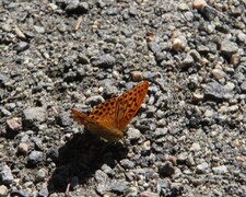 Keiserkåpe (Argynnis paphia)