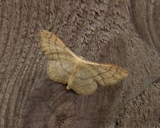 Vinkelengmåler (Idaea aversata)