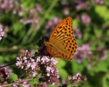 Keiserkåpe (Argynnis paphia)