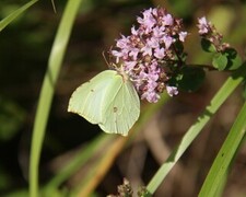 Sitronsommerfugl (Gonepteryx rhamni)