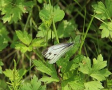 Rapssommerfugl (Pieris napi)