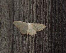 Bueengmåler (Idaea straminata)