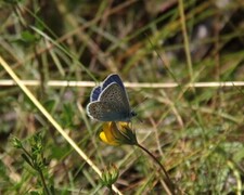 Tiriltungeblåvinge (Polyommatus icarus)