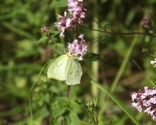 Sitronsommerfugl (Gonepteryx rhamni)