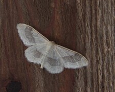 Vinkelengmåler (Idaea aversata)