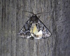 Strandfly (Thalpophila matura)