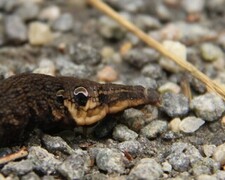 Stor snabelsvermer (Deilephila elpenor)