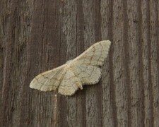 Vinkelengmåler (Idaea aversata)