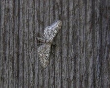 Lyngdvergmåler (Eupithecia nanata)