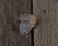 Krattbærmåler (Eulithis testata)