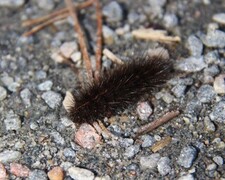 Punkttigerspinner (Spilosoma lubricipeda)