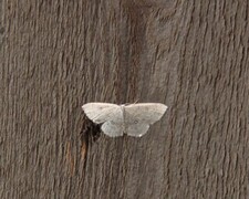 Bjørkeløvmåler (Cyclophora albipunctata)