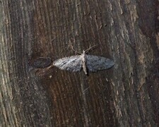 Augustdvergmåler (Eupithecia pusillata)