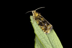 Spireaprydvikler (Celypha siderana)