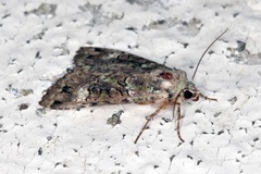 Grønt skogfly (Anaplectoides prasina)