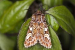 Furufly (Panolis flammea)