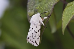 Punkttigerspinner (Spilosoma lubricipeda)