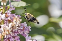 Smalkantet humlesvermer (Hemaris tityus)